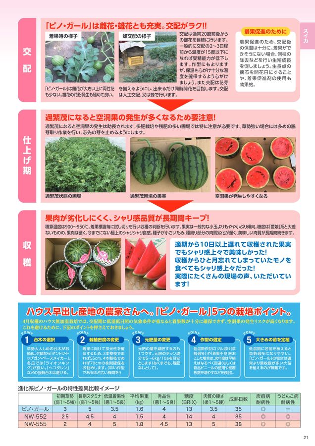 ４・千葉県・はなこ・ピノガール pinoga-ru.jpg