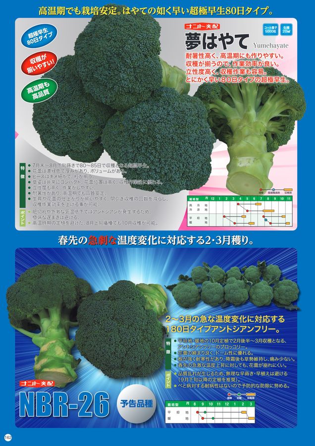 kyou様専用】大人気の新種が激安！ブロッコリーコート種子